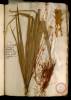  Fol. 3 

Chamaeriphes Theophr. Bdellium Mechicum Serap. Palma humilis. Cephaglioni 